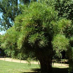 Bambú Pleioblastus linearis
